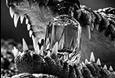 Reptile detail